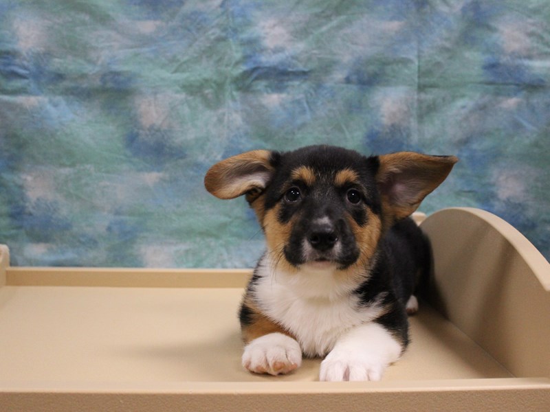 Pembroke Welsh Corgi