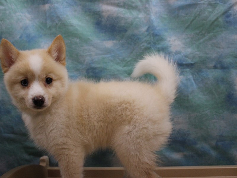 Pomsky Puppy Cream White ID 25705 Located at Petland Racine