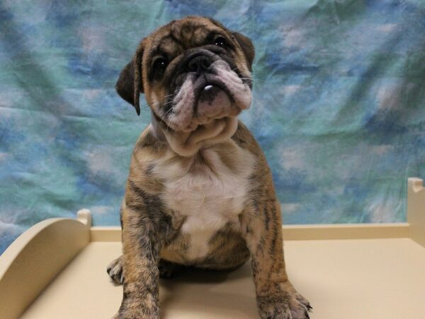 English Bulldog DOG Male Brindle 25712 Petland Racine, Wisconsin