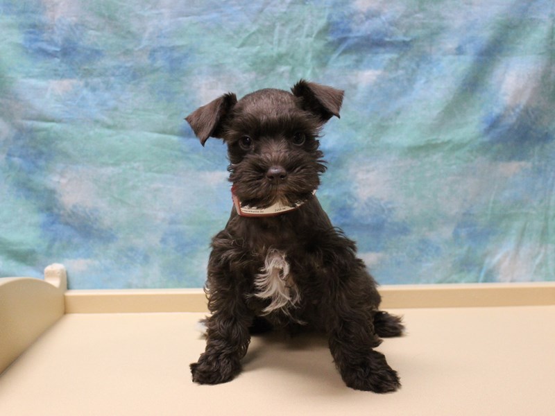 Miniature Schnauzer