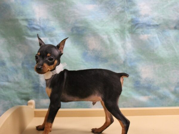 Miniature Pinscher DOG Male Black / Rust 25699 Petland Racine, Wisconsin