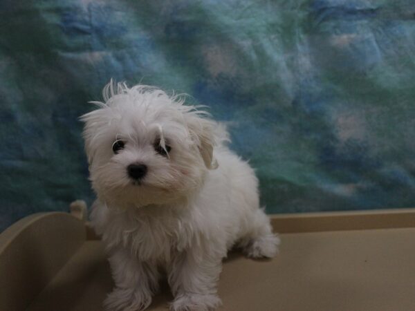 Maltese DOG Male White 25693 Petland Racine, Wisconsin