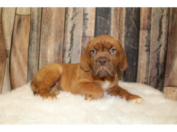 Dogue De Bordeaux-DOG-Male-Red-16262-Petland Racine, Wisconsin