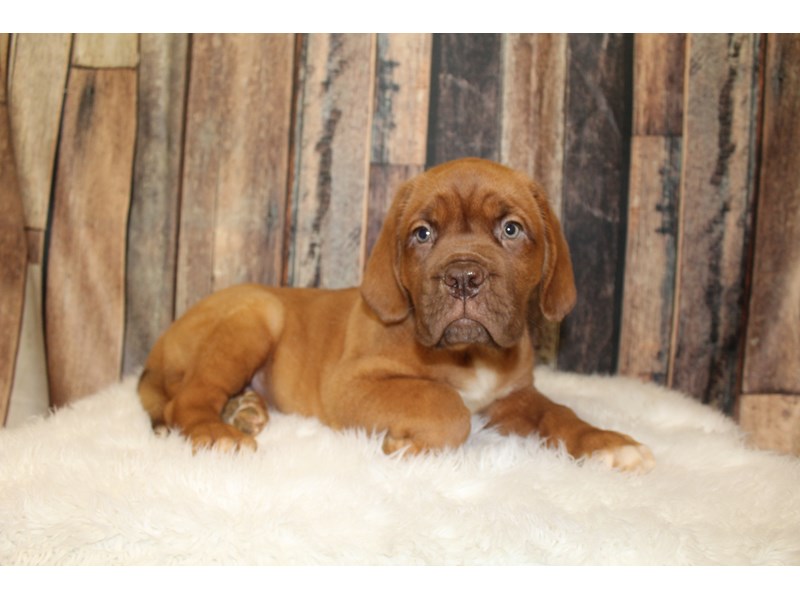 Dogue De Bordeaux