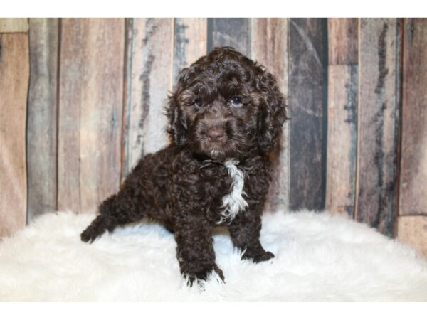 Cock A Poo 2nd Gen DOG Male Chocolate 16267 Petland Racine, Wisconsin