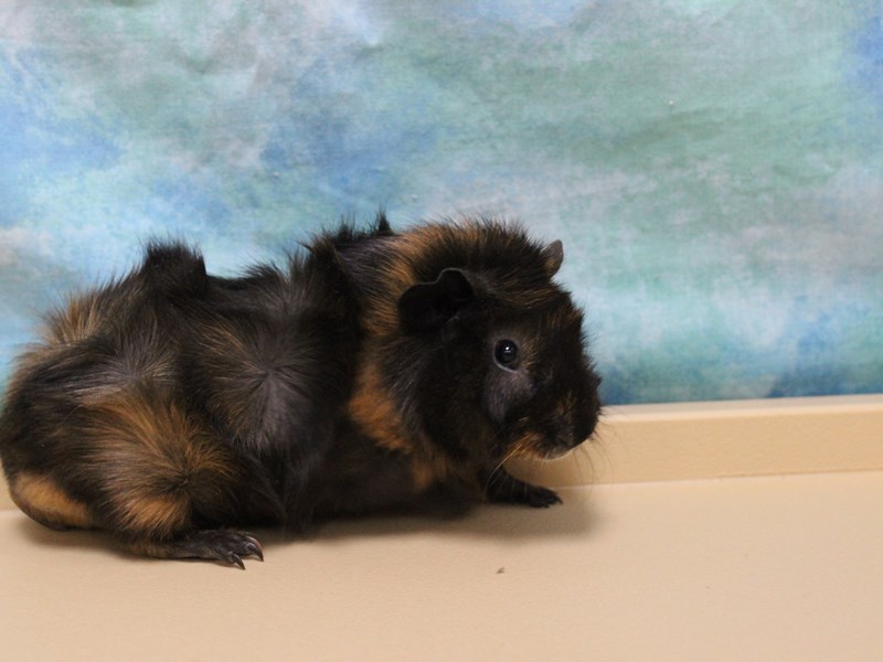 Abyssinian Guinea Pig