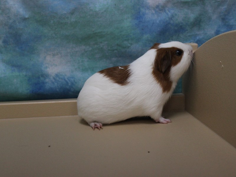 American Guinea Pig