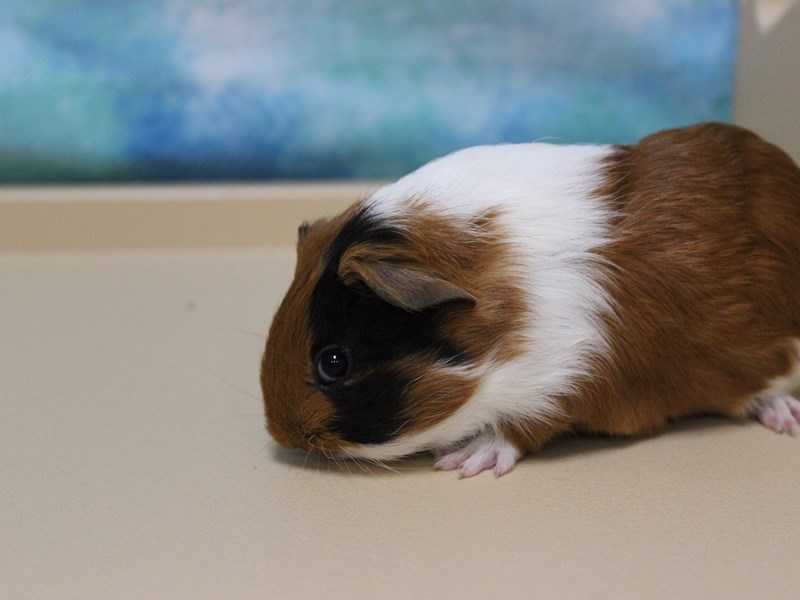American Guinea Pig