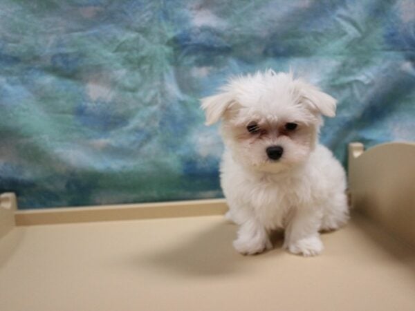 Maltese DOG Male White 25726 Petland Racine, Wisconsin