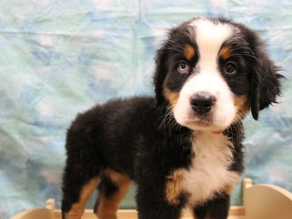 Bernese Mountain Dog DOG Female Tri-Colored 25728 Petland Racine, Wisconsin