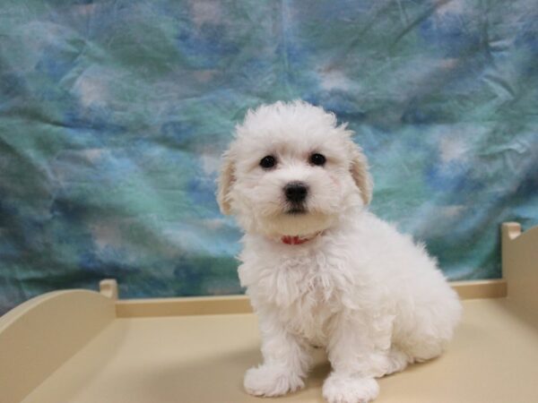 Coton De Tulear DOG Female White 25727 Petland Racine, Wisconsin