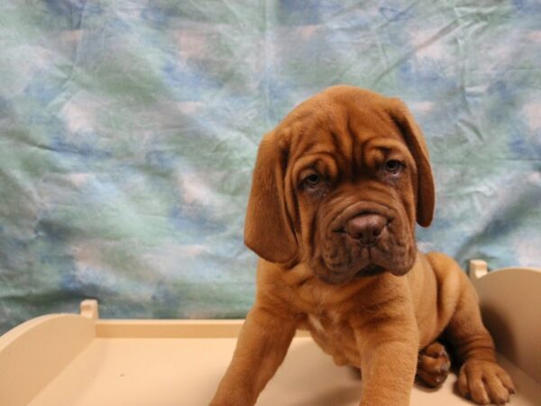 Dogue de Bordeaux DOG Male RED 25733 Petland Racine, Wisconsin