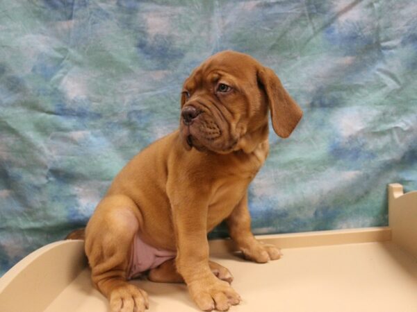 Dogue de Bordeaux DOG Female RED 25734 Petland Racine, Wisconsin