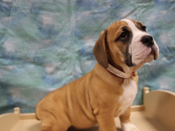 Bulldog DOG Female Red / White 25731 Petland Racine, Wisconsin