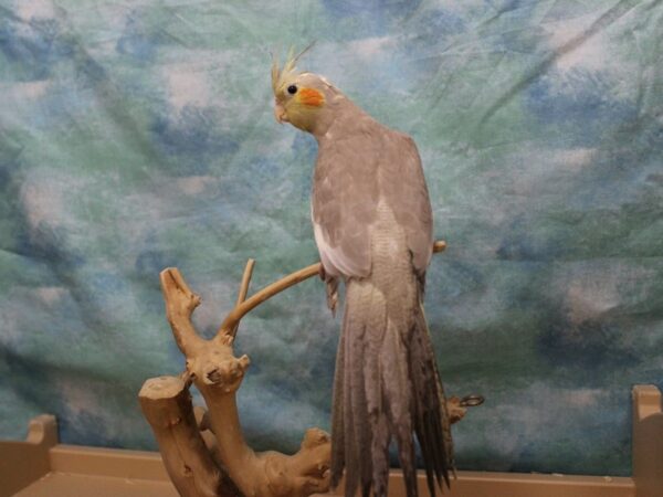 Cockatiel-BIRD---25718-Petland Racine, Wisconsin