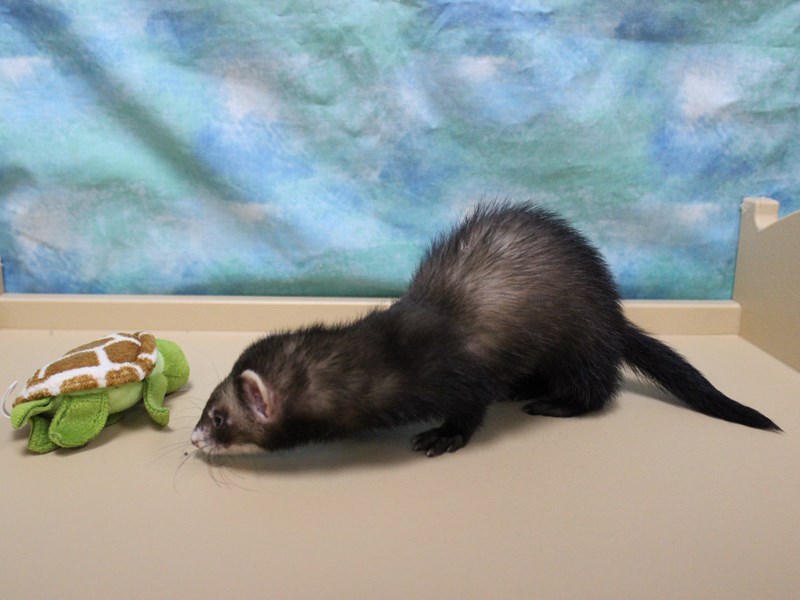 Ferret