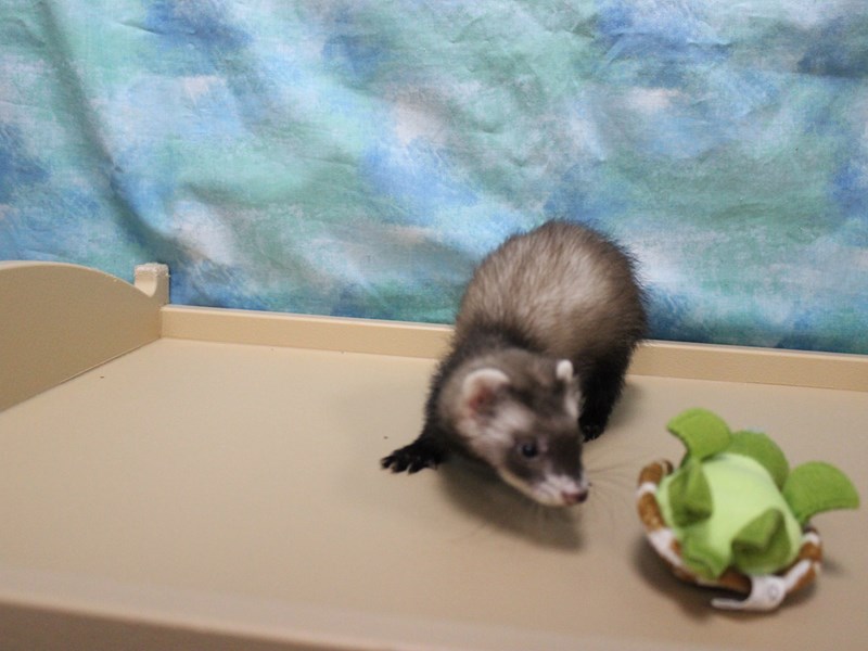 Ferret