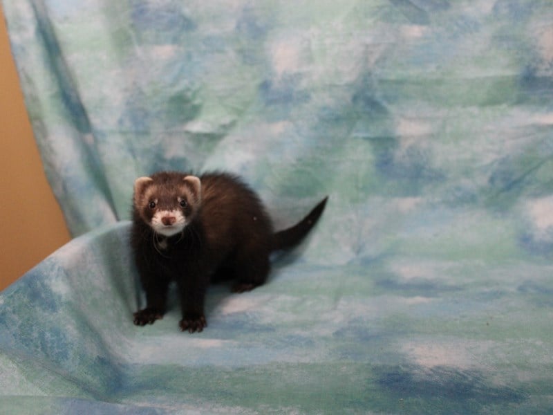 View Ferret Puppy Photos Petland Racine, Wisconsin