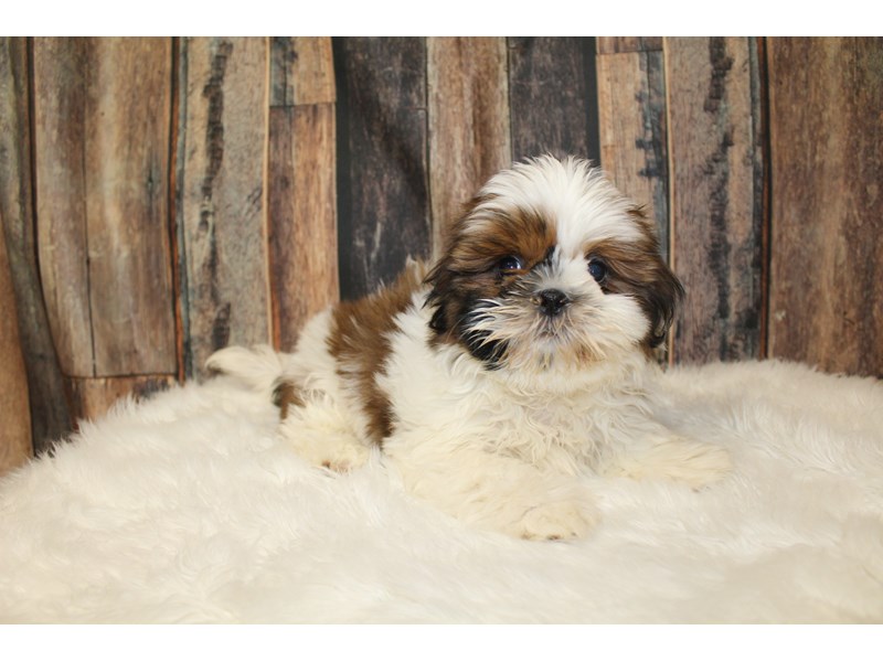 Shih Tzu