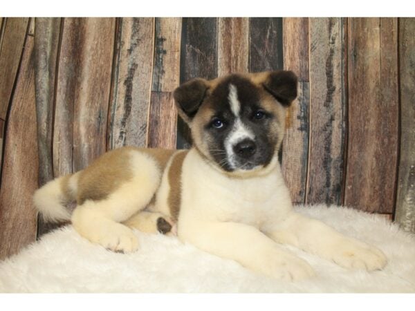 Akita DOG Male Black / White 16275 Petland Racine, Wisconsin