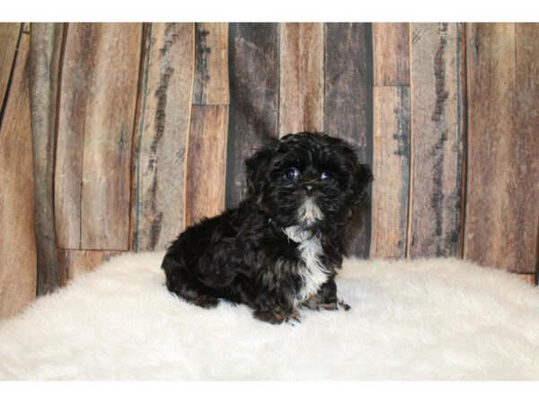 Shih Tzu/Maltese/Poodle-DOG-Male-Black / White-16277-Petland Racine, Wisconsin