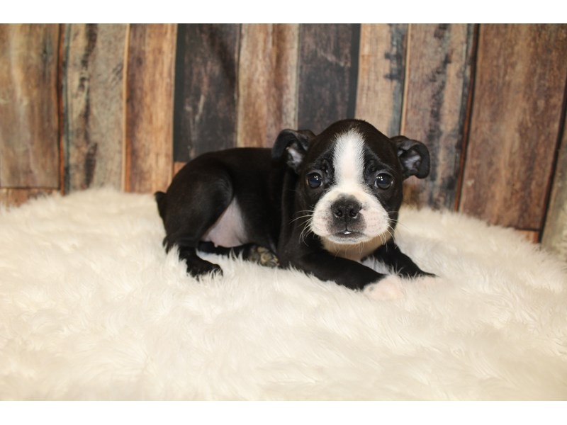 Boston Terrier