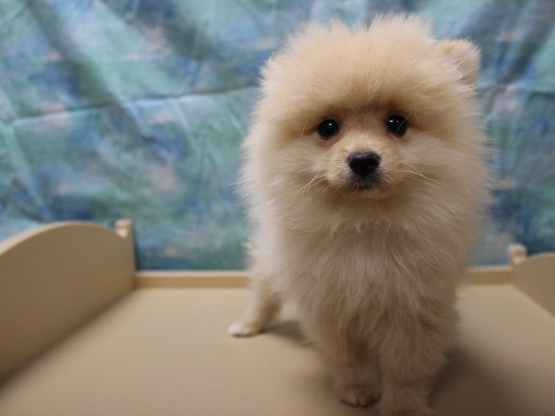 Pomeranian