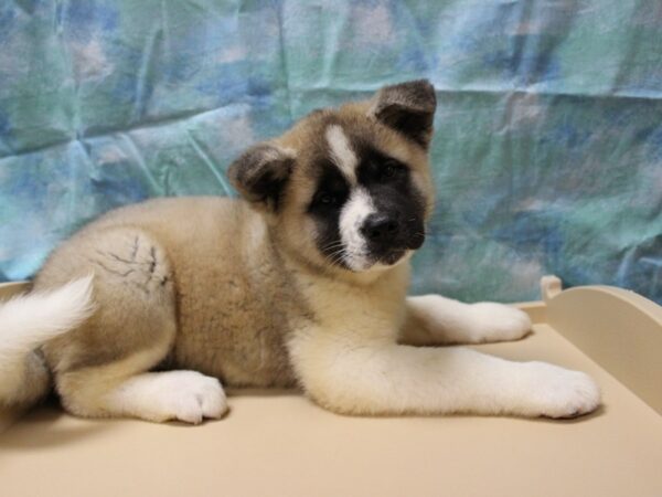 Akita DOG Female Black / White 25750 Petland Racine, Wisconsin