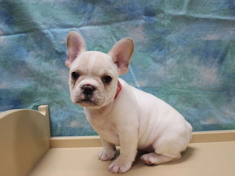 French Bulldog