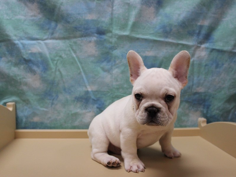 French Bulldog