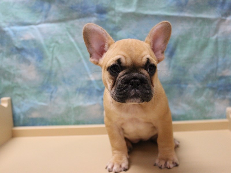 French Bulldog