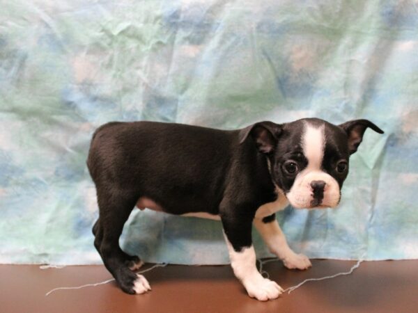 Boston Terrier DOG Male Black / White 25758 Petland Racine, Wisconsin