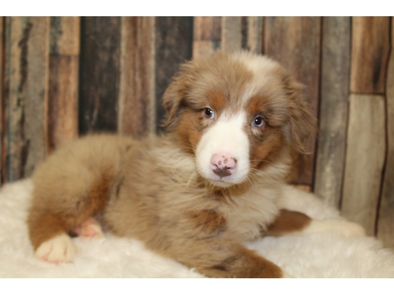 Australian Shepherd