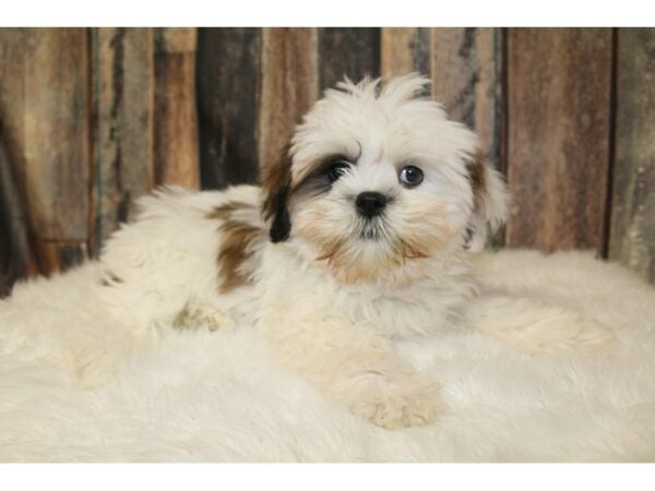 Lhasa Apso DOG Female Red / White 16282 Petland Racine, Wisconsin