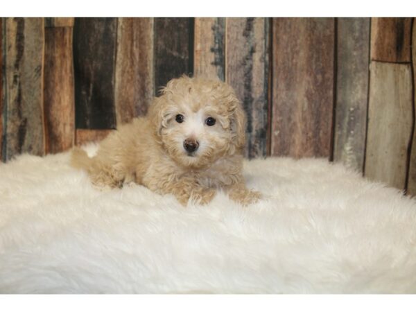 Bichonpoo DOG Female Brown 16283 Petland Racine, Wisconsin