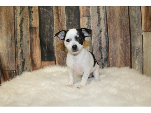 Chihuahua DOG Female White 16284 Petland Racine, Wisconsin