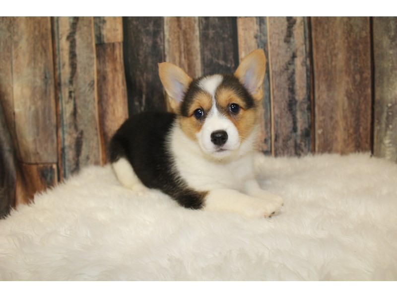 Pembroke Welsh Corgi