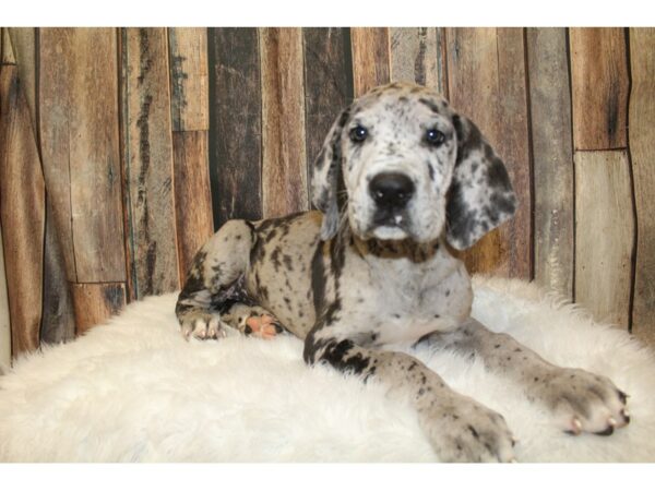 Great Dane DOG Male Blue Merle 16288 Petland Racine, Wisconsin