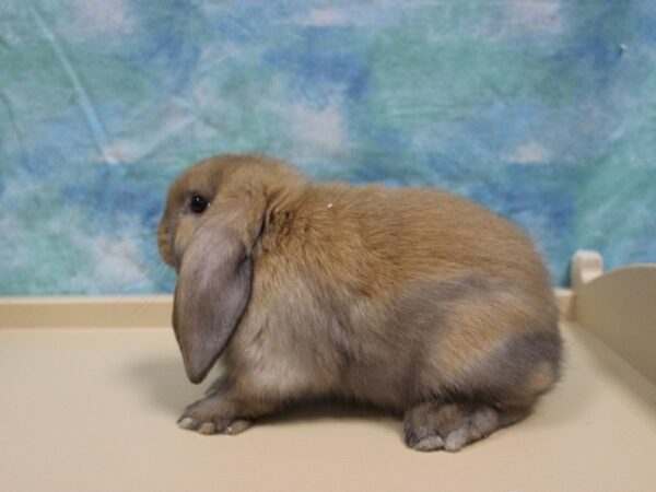 Mini Lop-RABBIT-Female--25787-Petland Racine, Wisconsin