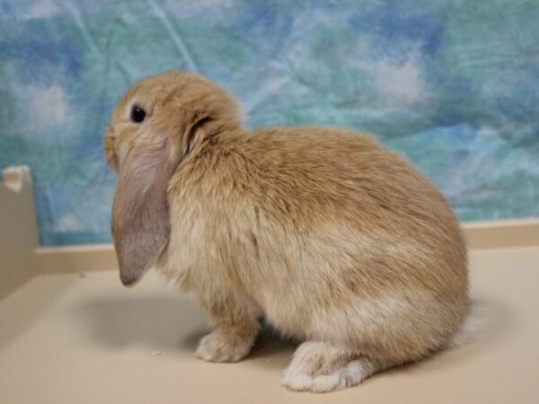 Mini Lop-RABBIT---25788-Petland Racine, Wisconsin