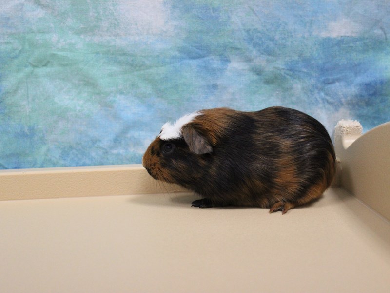 American Guinea Pig