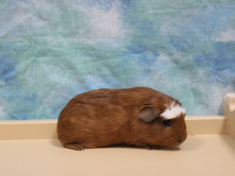 American Guinea Pig