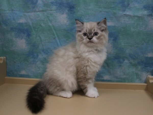 Persian CAT Female Lilac Point 25777 Petland Racine, Wisconsin