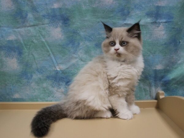 Persian CAT Male Lilac Point 25775 Petland Racine, Wisconsin