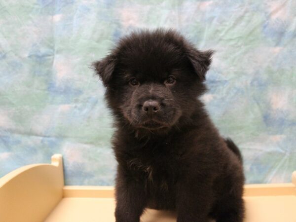 Chow Chow/Australian Shepherd-DOG-Male-Black-25778-Petland Racine, Wisconsin