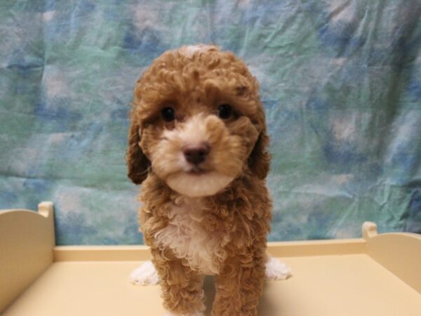 Cockapoo 2nd gen-DOG-Female-Apricot-25773-Petland Racine, Wisconsin