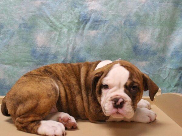 Olde Bulldog-DOG-Female-Chocolate Brindle-25780-Petland Racine, Wisconsin