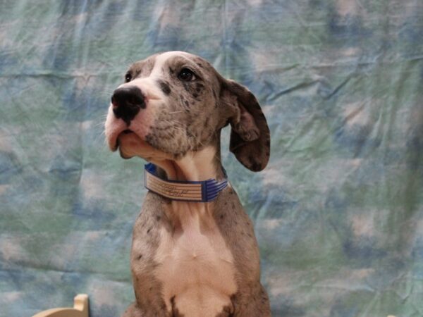 Great Dane-DOG-Female-BLUE MERLE-25786-Petland Racine, Wisconsin