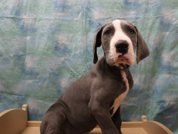 Great Dane-DOG-Male-BLUE-25785-Petland Racine, Wisconsin