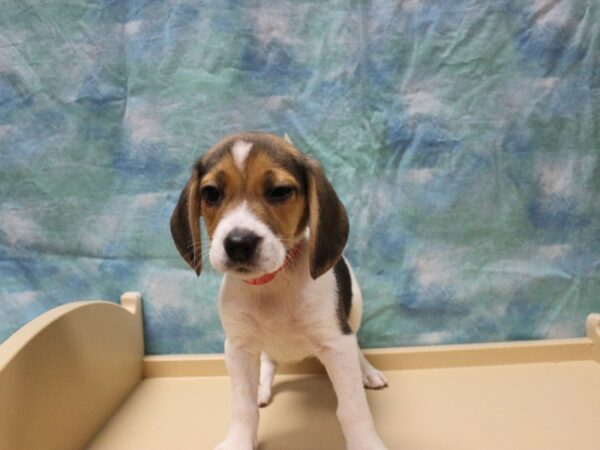 Beagle DOG Female Black White / Tan 25779 Petland Racine, Wisconsin